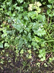 Cardamine breweri orbicularis