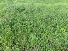 Trifolium incarnatum