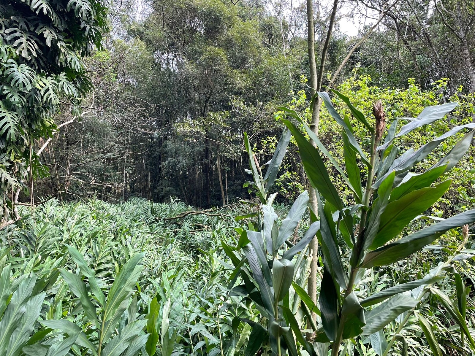 Hedychium coronarium