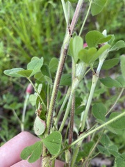 Trifolium incarnatum