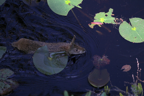 Marsh Rabbit photographed in Georgia