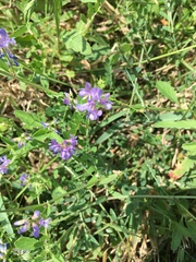 Sisyrinchium pruinosum