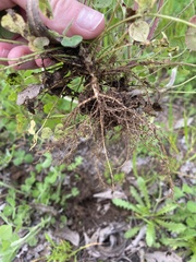 Trifolium incarnatum