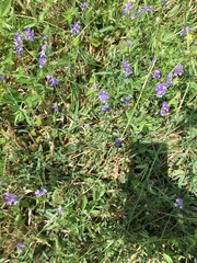 Sisyrinchium pruinosum