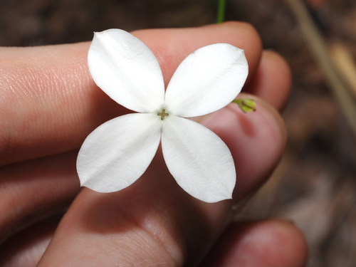Mitrasacme (Mitrasacme nudicaulis)