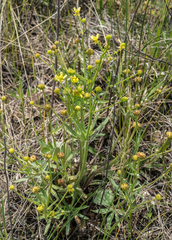 Ranunculus rhomboideus