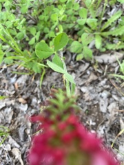 Trifolium incarnatum