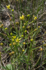 Ranunculus rhomboideus