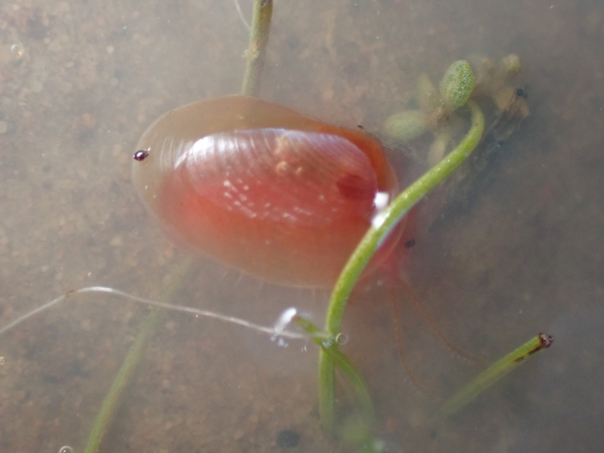 Cyzicus californicus (Packard, 1874)