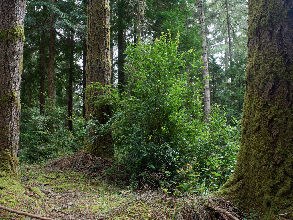 Evergreen Huckleberry