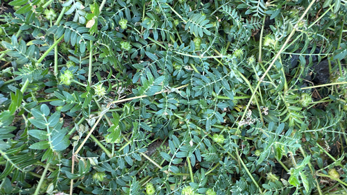 Tribulus terrestris observed 2026-04-24