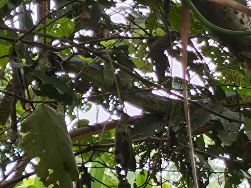 Green Sipo