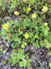 Trifolium campestre