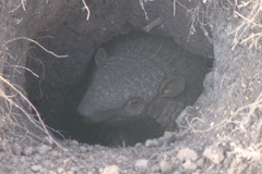 Euphractus sexcinctus