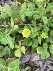 Trifolium campestre