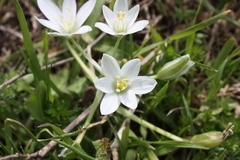 Ornithogalum umbellatum