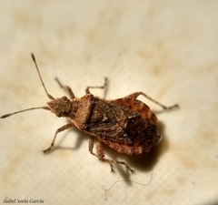 Aufeius impressicollis