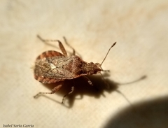 Aufeius impressicollis