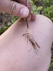 Trifolium campestre
