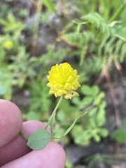 Trifolium campestre