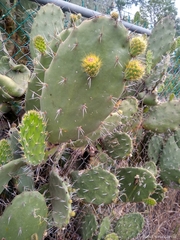 Opuntia atropes