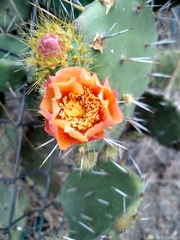 Opuntia atropes