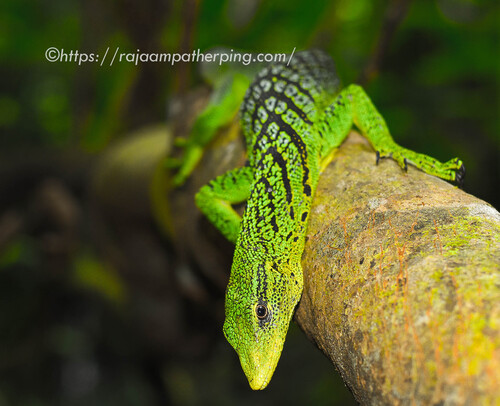 Varanus prasinus