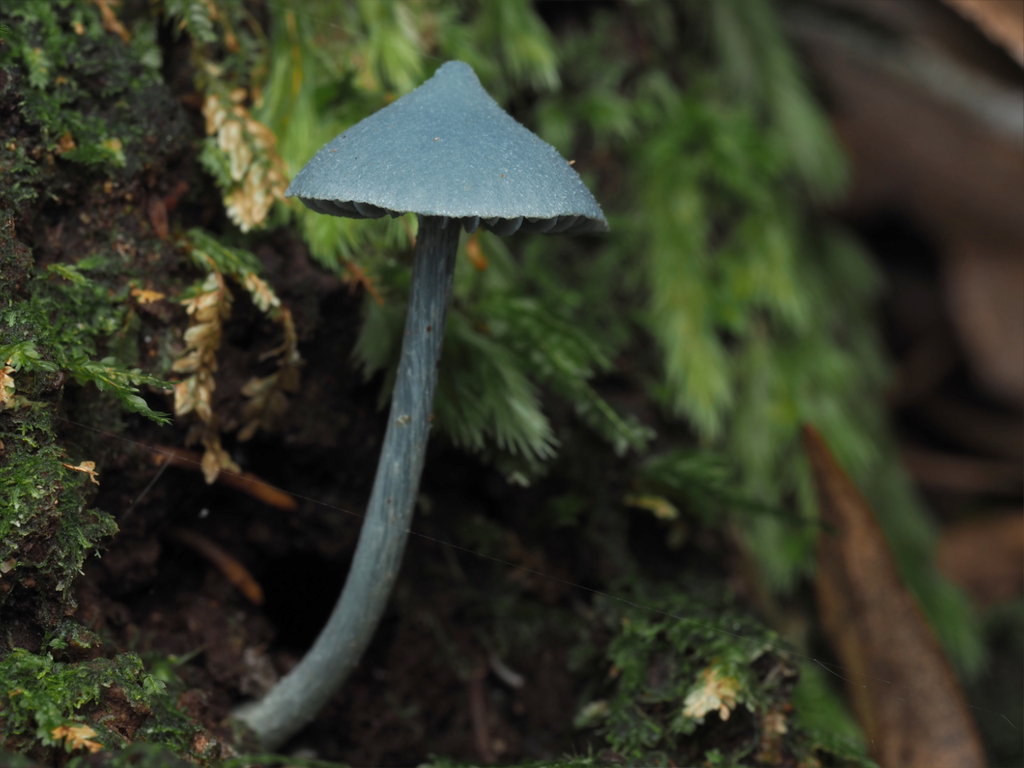 Entoloma hochstetteri · April 2026 · photo: © andrew_poad (iNaturalist, cc-by)