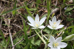 Ornithogalum umbellatum