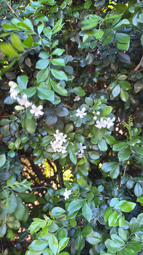 Murraya paniculata observed 2026-04-24