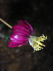 Cosmos juxtlahuacensis