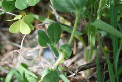 Lotus tetragonolobus