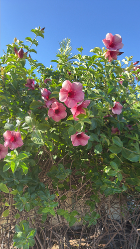 Allamanda blanchetii, 2026-04-24