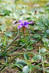 Romulea tempskyana