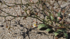 Nemacladus rubescens