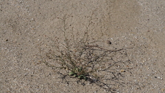 Nemacladus rubescens