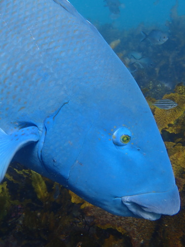 Achoerodus viridis