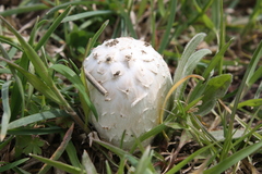 Coprinus comatus
