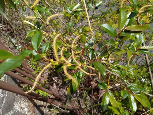 Salix japonica iNat (2)
