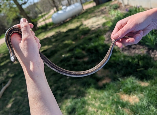 Plains Garter Snake