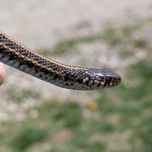 Plains Garter Snake