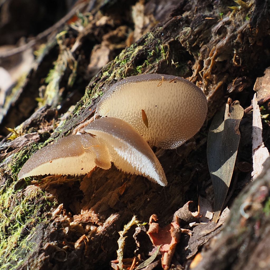 Pseudohydnum tasmanicum · April 2026 · photo: © cowirrie (iNaturalist, cc0)