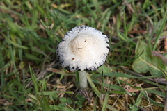 Coprinus comatus