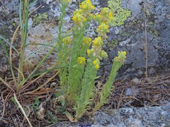 Linaria saxatilis