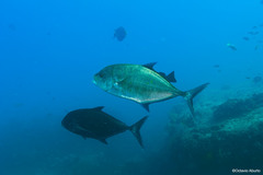 Ferdauia orthogrammus