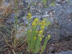 Linaria saxatilis
