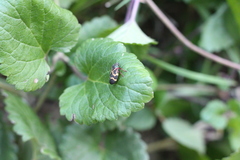 Deois flexuosa