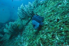 Giant Damselfish photo 5