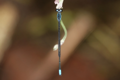 Acanthagrion trilobatum