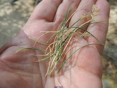 Nardus stricta